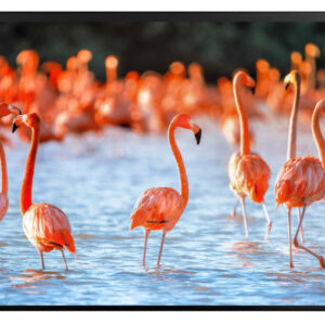 KOLMA     Schreibunterlage 35.556.20 Flamingos              50x34cm