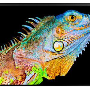 KOLMA     Schreibunterlage 35.557.20 Chameleon              50x34cm