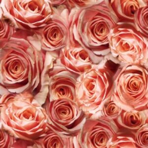 URSUS     Skizzenpapier      30,5x30,5cm 70010004  Rosen rosa             5 Blatt