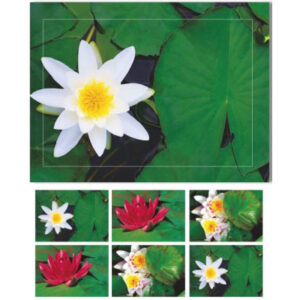 HASCHEMI  Doppelkarten-Box 804 804       SEEROSEN