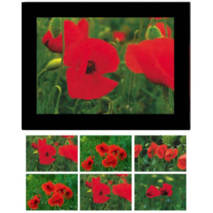 HASCHEMI  Doppelkarten-Box 818 818       MOHNBLUMEN