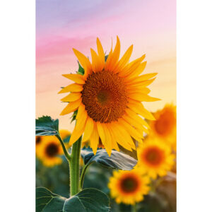 ABC       Glückwunschkarte Blanko     B6 51819     Sonnenblumen