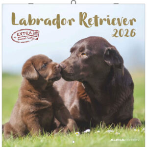 ALPHA EDI Bildkalender              2026 160631    Labrador ML            30x30cm
