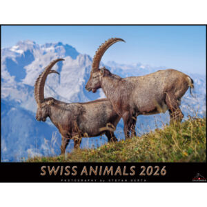 CALENDARI Bildkalender              2026 36205472  Swiss Animals          40x31cm