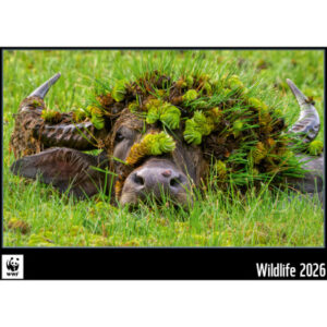CALENDARI Bildkalender              2026 36205496  WWF Wildlife ML        34x48cm