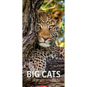 WEINGARTE Bildkalender              2026 295870026 Big Cats DE            33x68cm