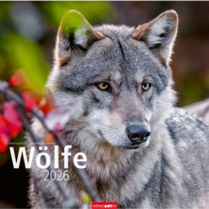 WEINGARTE Bildkalender              2026 296370026 Wölfe DE               48x46cm