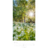 WEINGARTE Bildkalender              2026 315020026 Im Wald DE             33x68cm – Bild 3