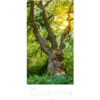 WEINGARTE Bildkalender              2026 315020026 Im Wald DE             33x68cm – Bild 4