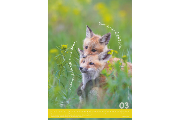 ALPHA EDI Bildkalender 2027 161034 Tierisch cool! DE 23.7x34cm – Bild 3