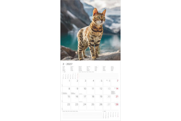 ALPHA EDI Bildkalender 2027 161056 Katzen ML 30x30cm – Bild 2