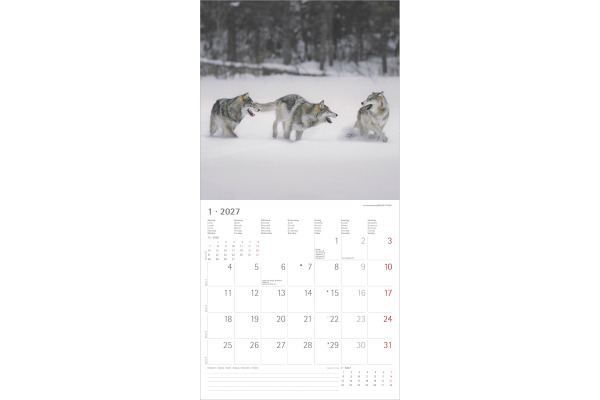 ALPHA EDI Bildkalender 2027 161061 Wölfe ML 30x30cm – Bild 2