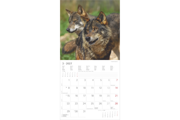 ALPHA EDI Bildkalender 2027 161061 Wölfe ML 30x30cm – Bild 3