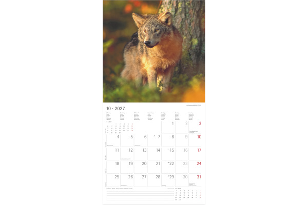 ALPHA EDI Bildkalender 2027 161061 Wölfe ML 30x30cm – Bild 4