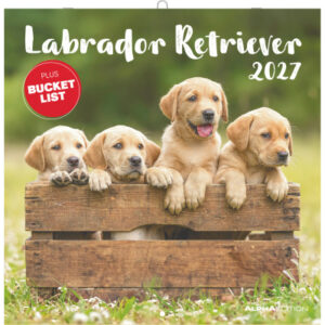 ALPHA EDI Bildkalender 2027 161339 Labrador ML 30x30cm