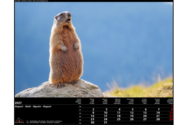 CALENDARI Bildkalender 2027 36205755 Swiss Animals 40x31cm – Bild 2