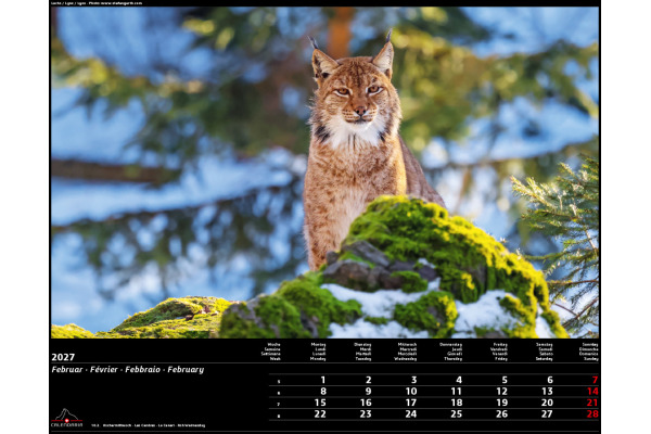 CALENDARI Bildkalender 2027 36205755 Swiss Animals 40x31cm – Bild 3