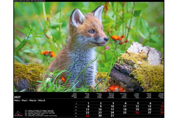 CALENDARI Bildkalender 2027 36205755 Swiss Animals 40x31cm – Bild 4