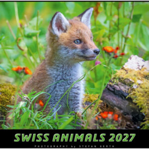 CALENDARI Bildkalender 2027 36205755 Swiss Animals 40x31cm