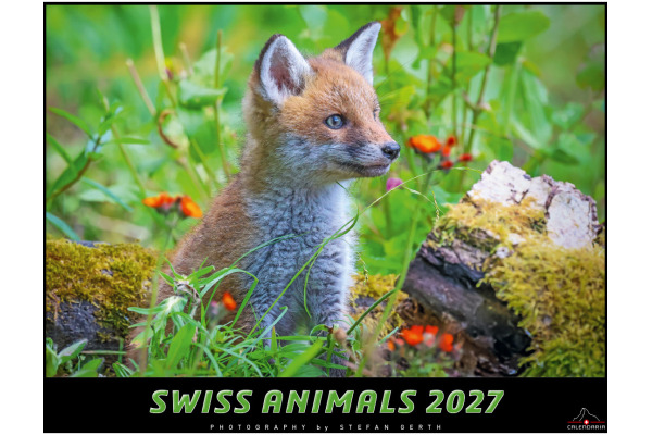 CALENDARI Bildkalender 2027 36205755 Swiss Animals 40x31cm