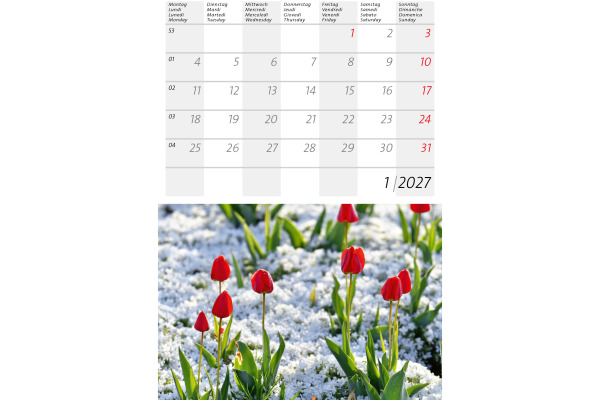 CALENDARI Bildkalender 2027 36206226 Alpenblumen ML 14.8x22cm – Bild 3