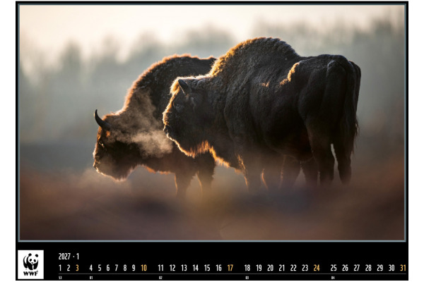 CALENDARI Bildkalender 2027 36206301 WWF Wildlife ML 34x48cm – Bild 2