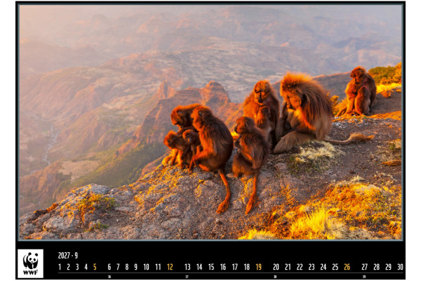 CALENDARI Bildkalender 2027 36206301 WWF Wildlife ML 34x48cm – Bild 4