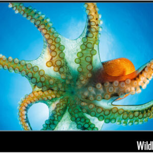 CALENDARI Bildkalender 2027 36206301 WWF Wildlife ML 34x48cm