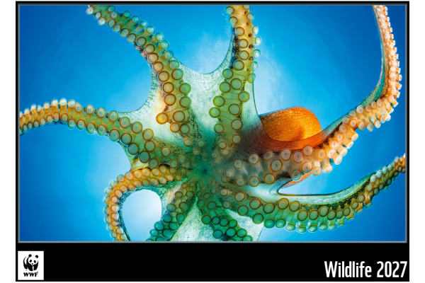 CALENDARI Bildkalender 2027 36206301 WWF Wildlife ML 34x48cm