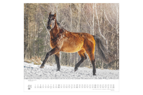DUMONT Bildkalender 2027 261833 Pferde ML 38x35.5cm – Bild 2