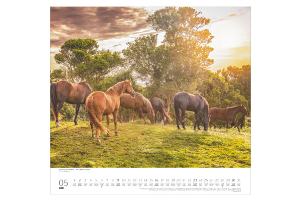 DUMONT Bildkalender 2027 261833 Pferde ML 38x35.5cm – Bild 3