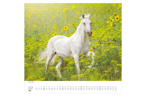 DUMONT Bildkalender 2027 261833 Pferde ML 38x35.5cm – Bild 4