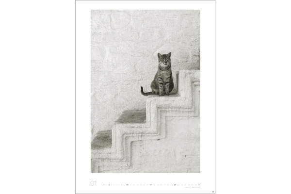 HEYE Bildkalender 2027 22848+27 Wegler Cats Edition DE 49x68cm – Bild 2