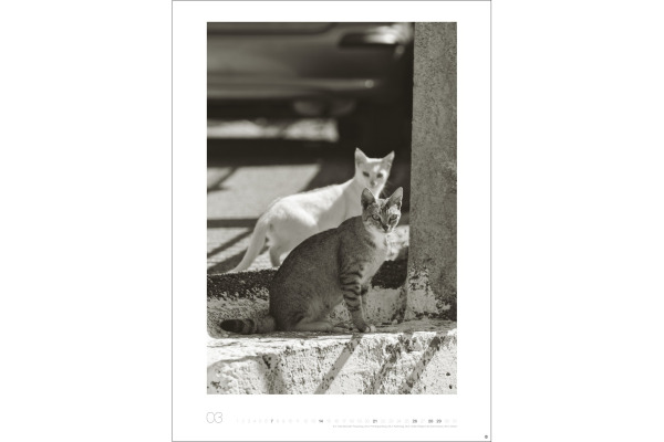HEYE Bildkalender 2027 22848+27 Wegler Cats Edition DE 49x68cm – Bild 3