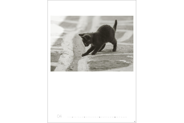 HEYE Bildkalender 2027 22848+27 Wegler Cats Edition DE 49x68cm – Bild 4