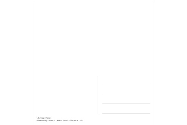 HARENBERG Postkartenkalender 2027 331024727 Hunde Premium 16.5x17.7cm – Bild 2