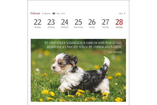 HARENBERG Postkartenkalender 2027 331024727 Hunde Premium 16.5x17.7cm – Bild 4