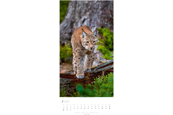 WEINGARTE Bildkalender 2027 295870027 Big Cats DE 33x68cm – Bild 2