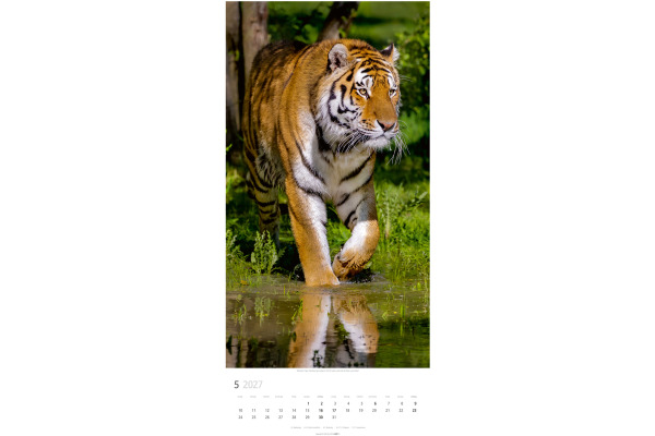 WEINGARTE Bildkalender 2027 295870027 Big Cats DE 33x68cm – Bild 3