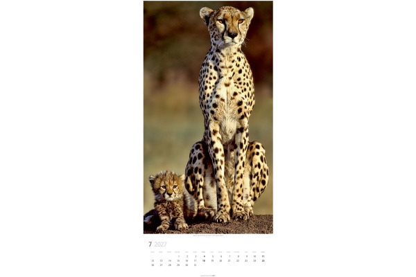 WEINGARTE Bildkalender 2027 295870027 Big Cats DE 33x68cm – Bild 4