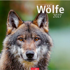 WEINGARTE Bildkalender 2027 296370027 Wölfe DE 48x46cm