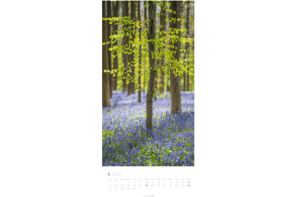 WEINGARTE Bildkalender 2027 315020027 Im Wald DE 33x68cm – Bild 3