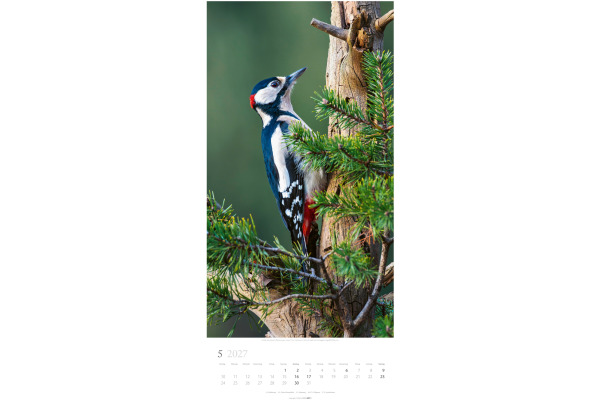 WEINGARTE Bildkalender 2027 315020027 Im Wald DE 33x68cm – Bild 4