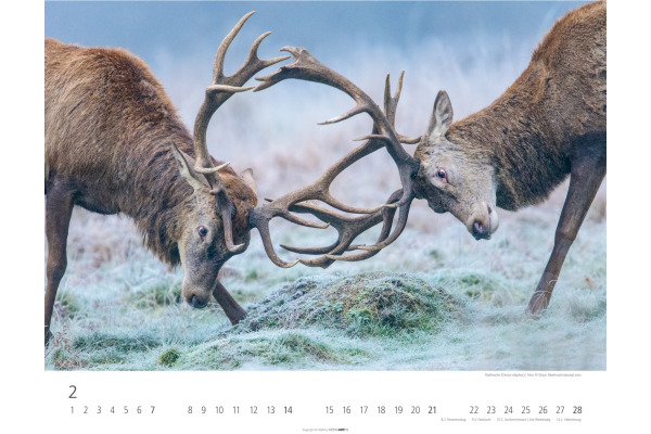 WEINGARTE Bildkalender 2027 331219827 Heimische Wildtiere 44x34cm – Bild 2