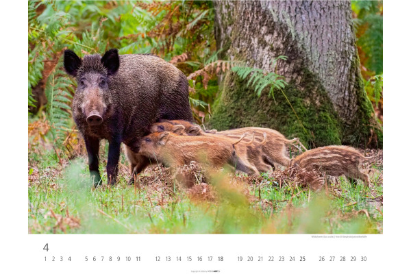 WEINGARTE Bildkalender 2027 331219827 Heimische Wildtiere 44x34cm – Bild 3