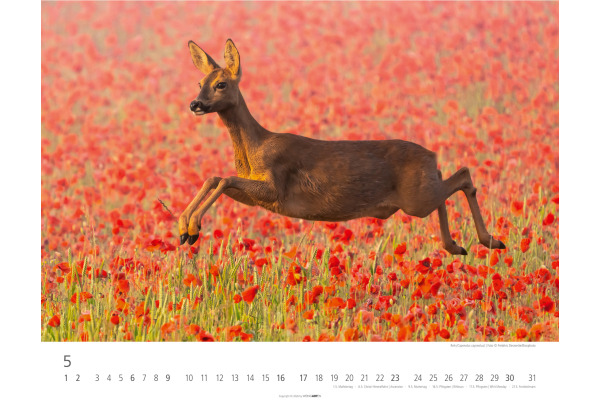 WEINGARTE Bildkalender 2027 331219827 Heimische Wildtiere 44x34cm – Bild 4